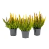 Knospenblüherheide Calluna Beauty Ladies Topf-⌀ 6 cm^Plantiflor Discount