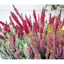 Knospenblüherheide Calluna Beauty Ladies Topf-⌀ 6 cm^Plantiflor Discount