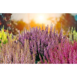 Knospenblüherheide Calluna Beauty Ladies Topf-⌀ 6 cm^Plantiflor Discount