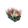 Knospenheide Beauty Ladies Topf Durchmesser 9 cm 6er Pack*Plantiflor Sale