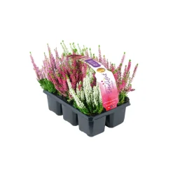 Knospenheide Beauty Ladies Topf Durchmesser 9 cm 6er Pack*Plantiflor Sale