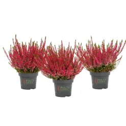 Plantiflor Knospenheide Beauty Ladies Topf Durchmesser 9,5 cm