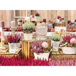 Plantiflor Knospenheide Beauty Ladies Topf Durchmesser 9,5 cm