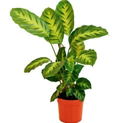 Korbmarante Topf 12 cm*Plantiflor Hot