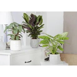 Korbmarante Topf 12 cm*Plantiflor Hot