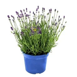 Plantiflor Lavendel blaue Blüten Topf Durchmesser 17 cm