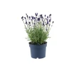 Plantiflor Lavendel Munstead Topf- Durchmesser 13 cm