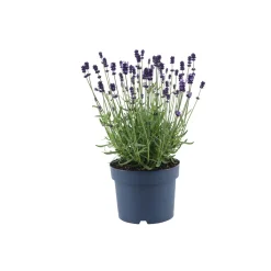 Plantiflor Lavendel Munstead Topf- Durchmesser 13 cm