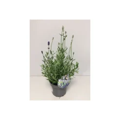 Lavendel Twin blau-weiß T13*Plantiflor Outlet