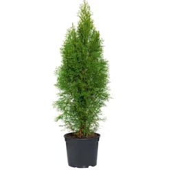 Lebensbaum Smaragd Topf- Durchmesser ca 23 cm^Plantiflor Sale