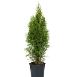 Lebensbaum Smaragd Topf- Durchmesser ca 23 cm^Plantiflor Sale
