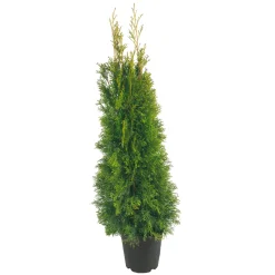 Lebensbaum Thuja Topf Durchmesser 17 cm^Plantiflor