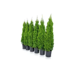 Lebensbaum Thuja Topf Durchmesser 17 cm^Plantiflor