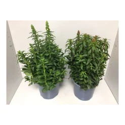 Löwenmäulchen verschiedene Sorten T19*Plantiflor Clearance