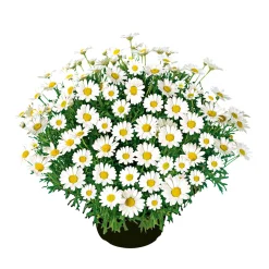 Margeritenbusch weiß im Topf Durchmesser 18 cm*Plantiflor Hot