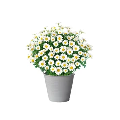Margeritenbusch weiß im Topf Durchmesser 18 cm*Plantiflor Hot