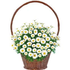 Margeritenbusch weiß im Topf Durchmesser 18 cm*Plantiflor Hot