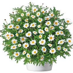 Margeritenbusch weiß im Topf Durchmesser 18 cm*Plantiflor Hot