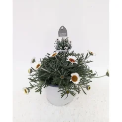 Plantiflor Marokko Margerite African Serie Topf Durchmesser 17 cm