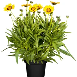 Mädchenauge Topf Durchmesser 13 cm^Plantiflor Clearance