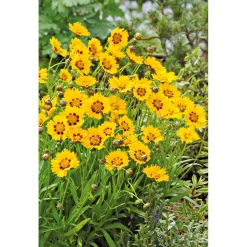 Mädchenauge Topf Durchmesser 13 cm^Plantiflor Clearance