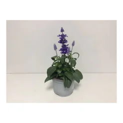 Mehlsalbei T12^Plantiflor Hot