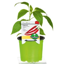 Meisterklasse Peperonie Vulkan Topf Durchmesser 11 cm^Plantiflor Hot