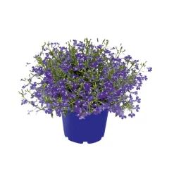 Männertreu Richardii Topf 13 cm^Plantiflor Hot