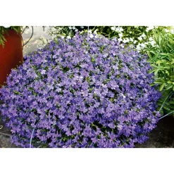 Männertreu Richardii Topf 13 cm^Plantiflor Hot