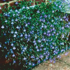 Männertreu Richardii Topf 13 cm^Plantiflor Hot