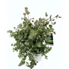 Mostgummi-Eukalyptus 50 cm T17^Plantiflor Sale