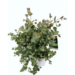 Mostgummi-Eukalyptus 50 cm T17^Plantiflor Sale