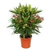 Oleander Busch 50-60 cm T17/18^Plantiflor