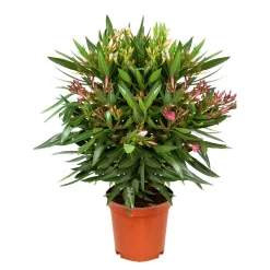 Oleander Busch 50-60 cm T17/18^Plantiflor