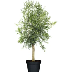 Plantiflor Oliven-Stamm im Topf Durchmesser 15 cm