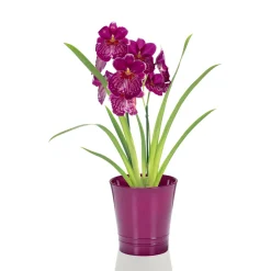 Plantiflor Orchideen-Mix Topf Durchmesser 9 cm