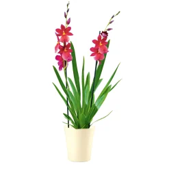 Plantiflor Orchideen-Mix Topf Durchmesser 9 cm