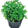 Plantiflor Oregano