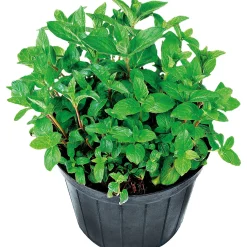 Plantiflor Oregano