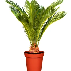 Palmfarn Topf Durchmesser 12 cm*Plantiflor Discount