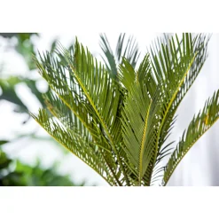 Palmfarn Topf Durchmesser 12 cm*Plantiflor Discount