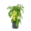 Paprika Sweet Banana Topf 19 cm*Plantiflor Best