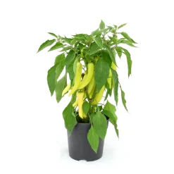 Paprika Sweet Banana Topf 19 cm*Plantiflor Best