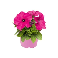 Plantiflor Petunie großblumig ton in ton T13