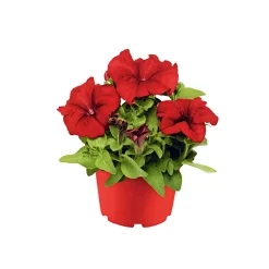 Plantiflor Petunie großblumig ton in ton T13