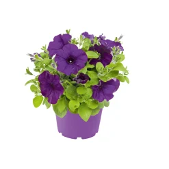 Plantiflor Petunie großblumig ton in ton T13