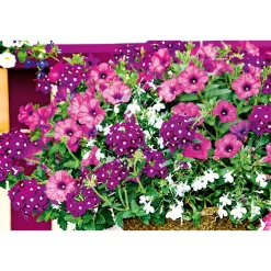 Plantiflor Petunie großblumig ton in ton T13