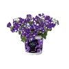 Petunie Night Sky Topf Durchmesser 12 cm*Plantiflor Best