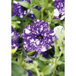 Petunie Night Sky Topf Durchmesser 12 cm*Plantiflor Best