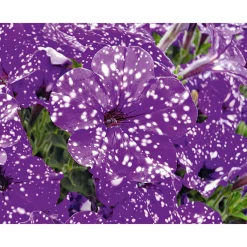 Petunie Night Sky Topf Durchmesser 12 cm*Plantiflor Best